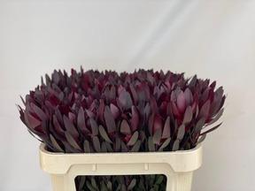 Leucadendron saf sunset