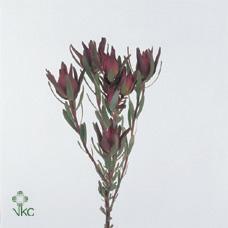 Leucadendron salignum blush