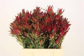 Leucadendron salignum blush