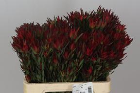 Leucadendron salignum blush