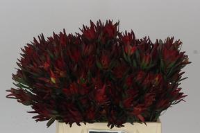 Leucadendron salignum blush