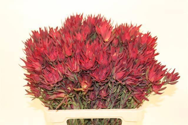Leucadendron salignum blush