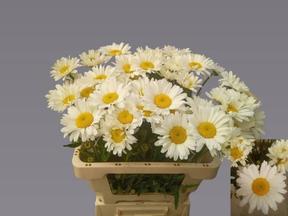 Leucanthemum