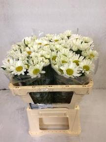 Leucanthemum rhine view