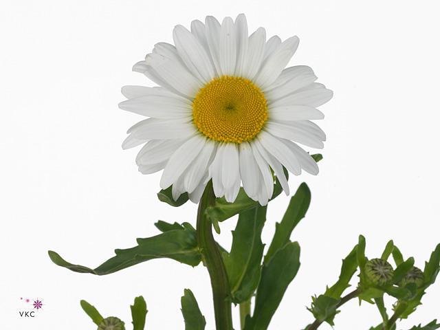 Leucanthemum rhine view