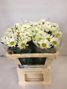 Leucanthemum rhine view