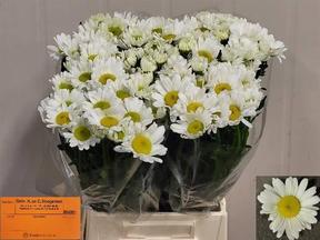 Leucanthemum rhine view