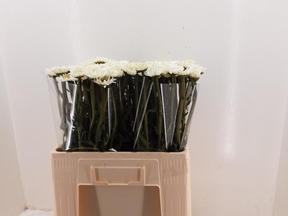 Leucanthemum vulgare