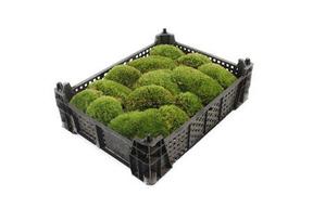 Zeleň - mech bolmos box