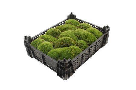 Zeleň - mech bolmos box