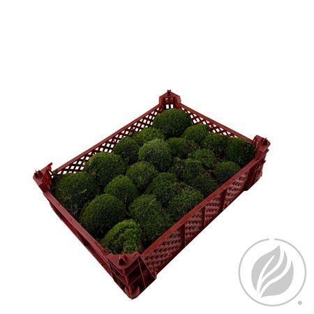 Zeleň - mech bolmos box