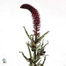 Lysimachia atropurpurea