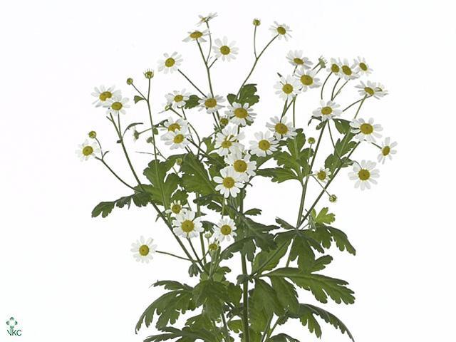Matrecaria single vegmo (camille)