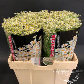 Matrecaria single vegmo (camille)