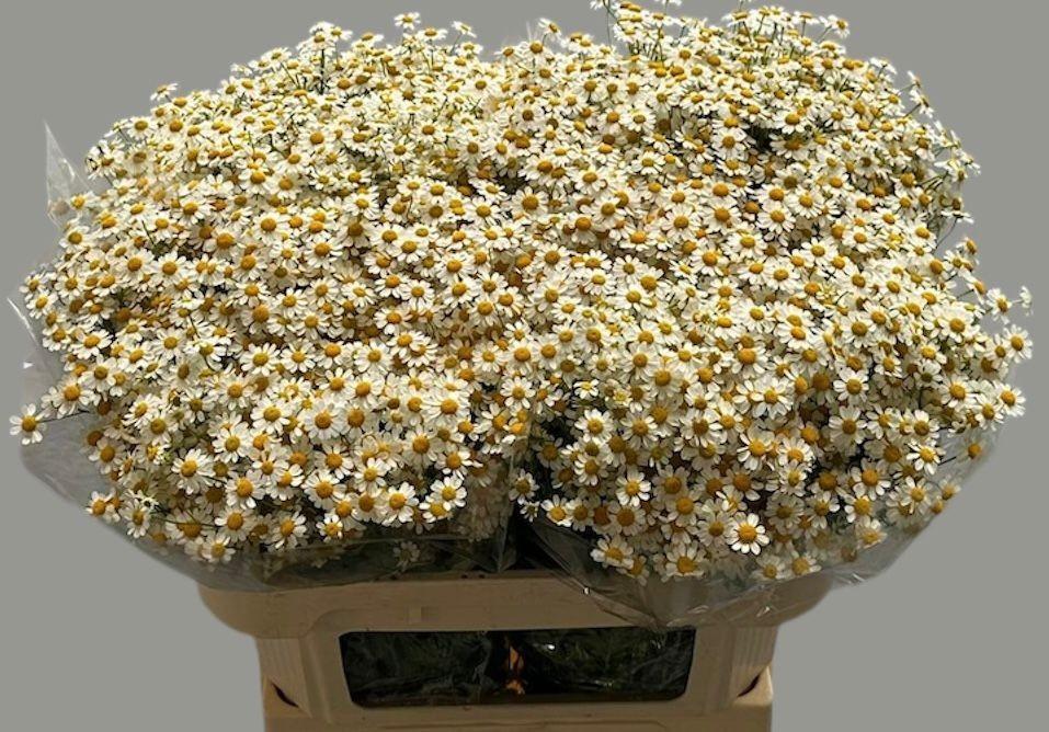 Matrecaria single vegmo (camille)