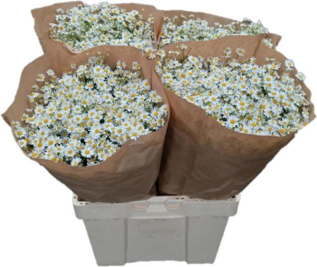 Matrecaria single vegmo (camille)