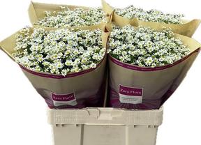 Matrecaria single vegmo (camille)