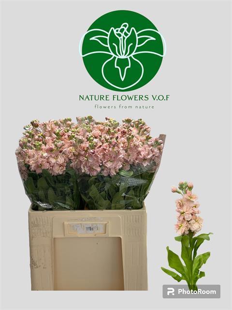 Matthiola aida apricot