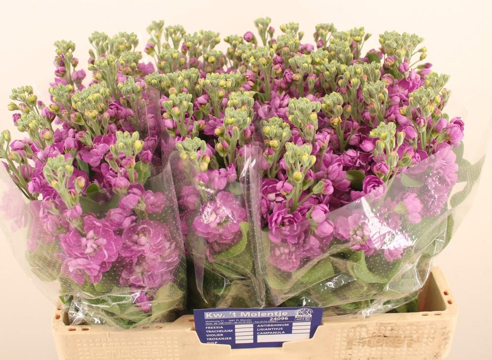 Matthiola aida deep rose