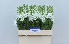 Matthiola aida white