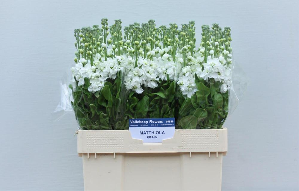 Matthiola aida white