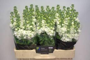 Matthiola aida white