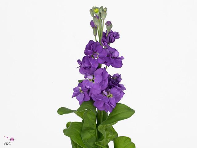 Matthiola anytinme lavender
