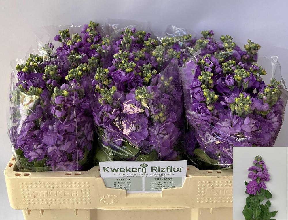 Matthiola anytinme lavender