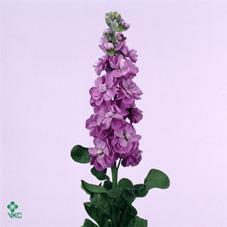 Matthiola centum lavender
