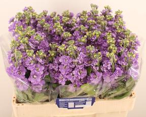 Matthiola centum lavender