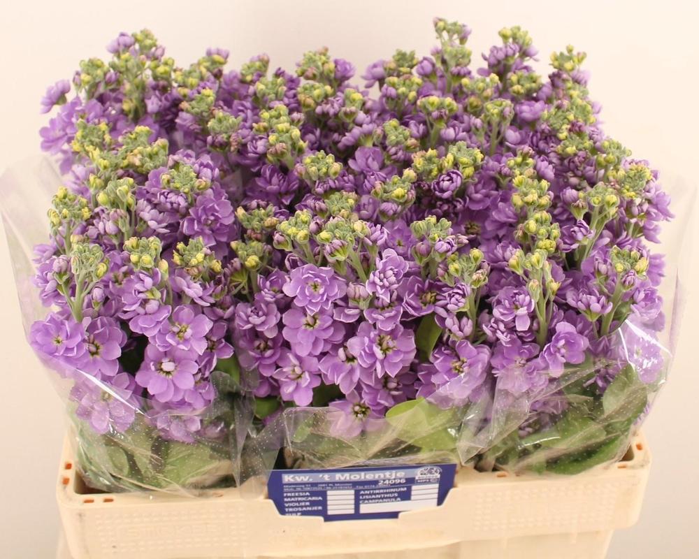 Matthiola centum lavender