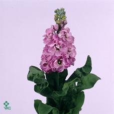 Matthiola centum rose