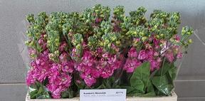 Matthiola centum rose