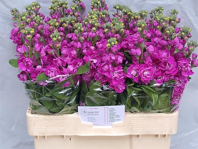 Matthiola fedora