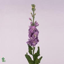 Matthiola figaro lavendel
