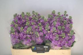 Matthiola figaro lavendel