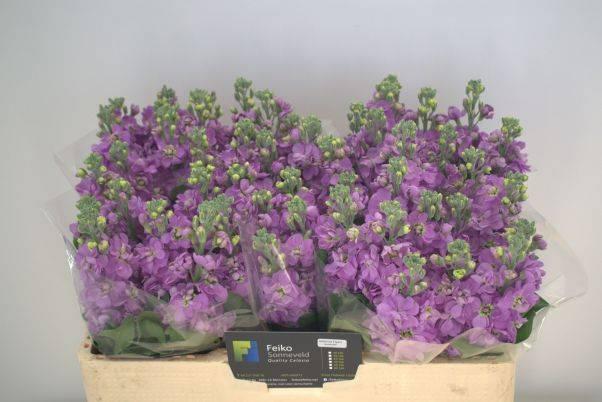 Matthiola figaro lavendel