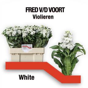 Matthiola wit
