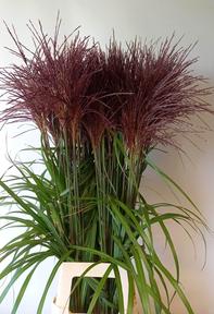 Miscanthus malepartus