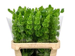 Molucella groen