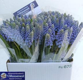 Muscari overig