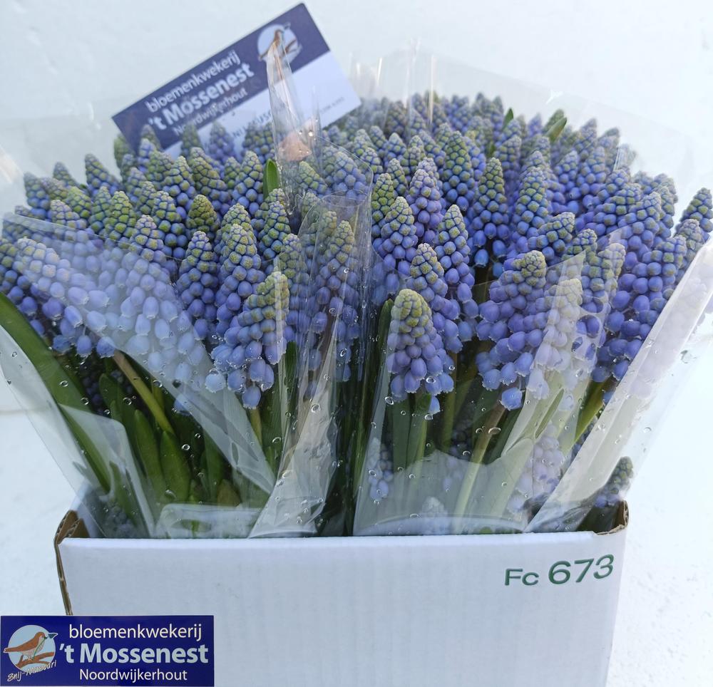 Muscari overig