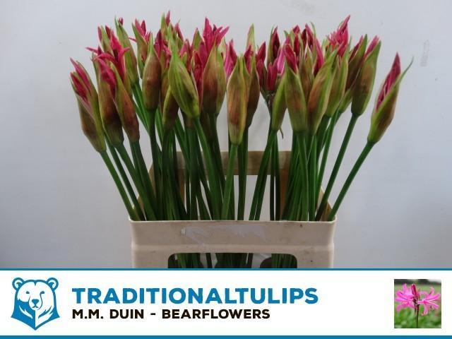 Nerine bowdeni favoriet