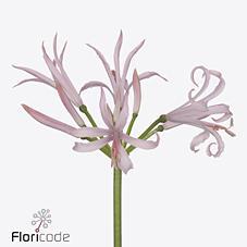 Nerine bowdeni vesta k