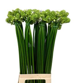 Ornithogalum saundersiae