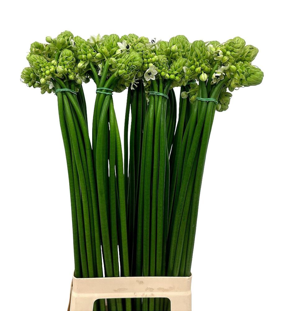 Ornithogalum saundersiae