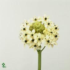 Ornithogalum saundersiae