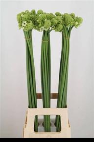 Ornithogalum saundersiae