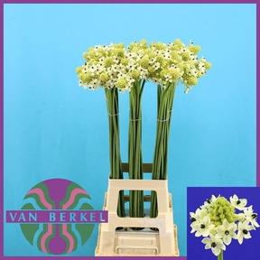 Ornithogalum saundersiae