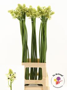 Ornithogalum saundersiae